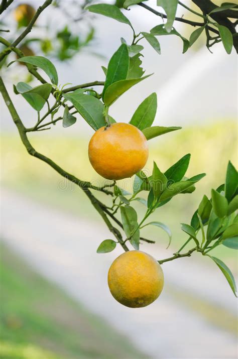 Orange Tree With Ripe Fruits Stock Image Image Of Fresh Freshness
