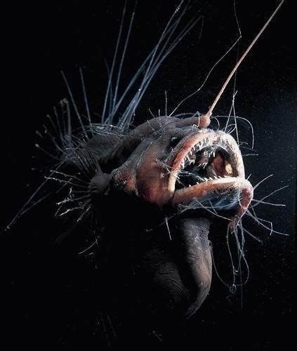 Una Criatura En El Fondo Abisal Deep Sea Creatures Weird Creatures