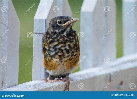 Baby Robin Bird Stock Image Image Of Robin Bird Baby 94933835