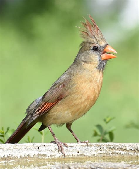 About Wild Animals Can You Recognize That Bird Song Pet Birds