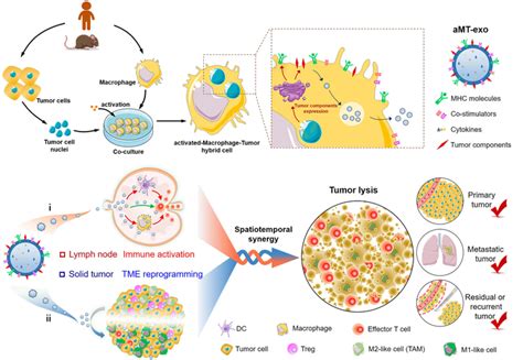 Chimeric Exosomes Co Activate Immune Response And Tumor
