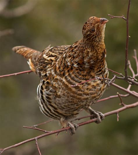 Spring Brings The Drumbeat Of The Ruffed Grouse To The North Woods