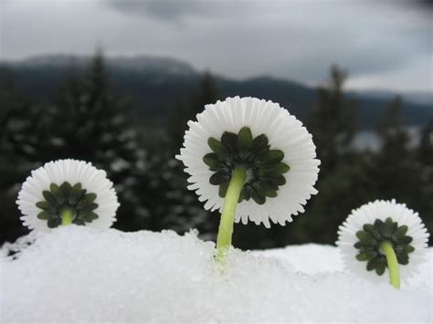 Flowers In The Snow Liquorglasstestblog