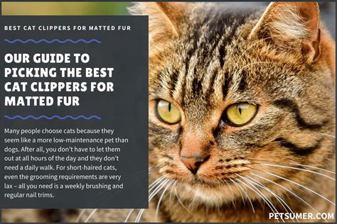 Animals such as lions, tigers and cats naturally have really sharp claws. 9 Best Cat Clippers for Matted Fur in 2020