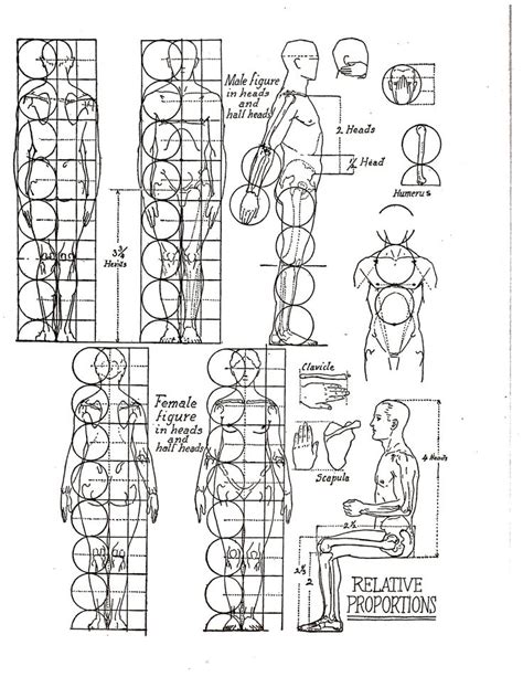 Drawing the proportions of the human form the human form is complex. If you really want to learn how to draw the human body ...