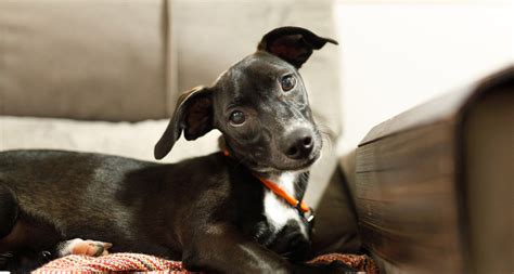 Oren Van Honden Uitgelegd Oorontsteking Tot Schoonmaken Pets Place