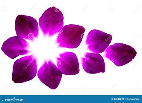 Purple Flower Petals Stock Image Image Of Pollen Plant 33848821