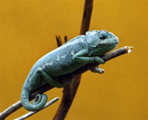 What Do Chameleons Eat In The Wild And As Pets