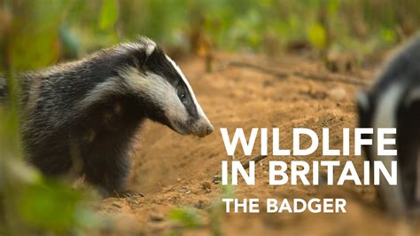 Wildlife In Britain The Badger Youtube