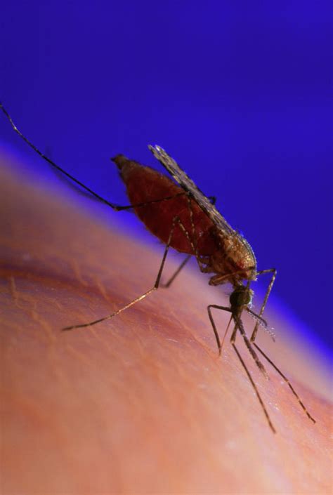 Malaria Mosquito Photograph By Sinclair Stammersscience Photo Library