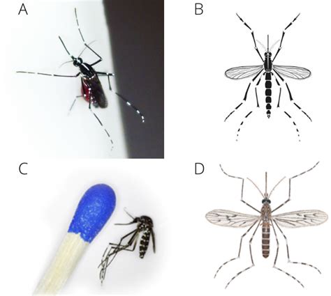 How Can I Identify Tiger Mosquitoes And What Can I Do Against Them