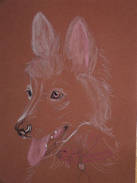 Pencilpix By Sue Clinker 2912 Border Collie Pup Pastels On Pastelmat