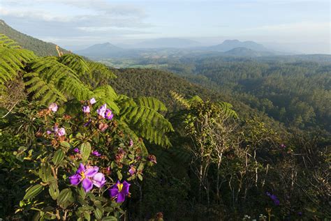 Horton Plains National Park And Worlds End Travel The Hill Country Sri Lanka Lonely Planet