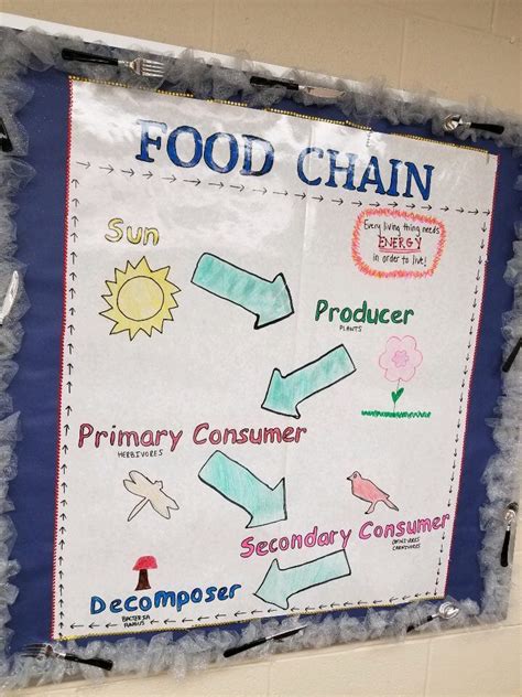 Food Chain Anchor Chart Food Chains Anchor Chart Anchor Charts