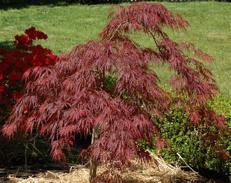 Learn To Grow The Brilliant Crimson Queen Japanese Maple Japanese