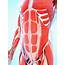 Human Abdominal Muscular System Photograph By Sebastian Kaulitzki