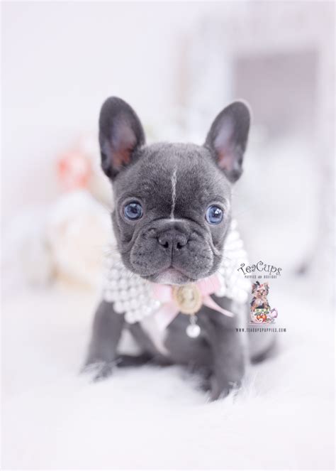 Miniature Blue French Bulldog Puppies For Sale Vlrengbr