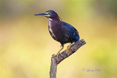 Larry Ditto Nature Photography Newsletter