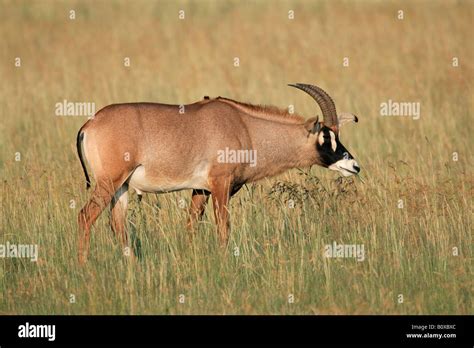 A A Rare Roan Antelope Hippotragus Equinus South Africa Stock Photo