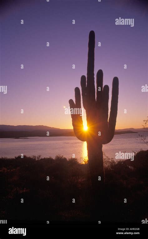 Saguaro Cactus Silhouetted At Sunset Roosevelt Lake Arizona Stock Photo