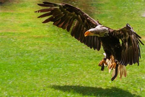 Golden Eagle Landing On A Green Field Stock Photo Image Of Bird
