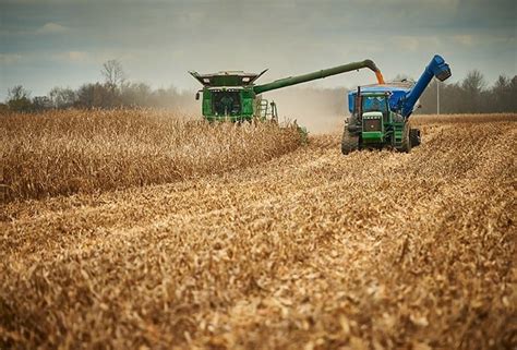 Golden Harvest Corn and Soybeans Yield Strong | Syngenta Thrive