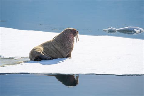 A Walrus On The Pack Ice In Svalbard Picture By Ilja Reijnen Walrus