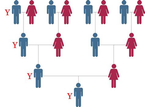 Lesson Two The Inheritance Pattern Of The Y Chromosome Dna Dna