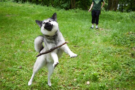 Veterinarians Warn Dog Owners Against Playing Fetch With Sticks