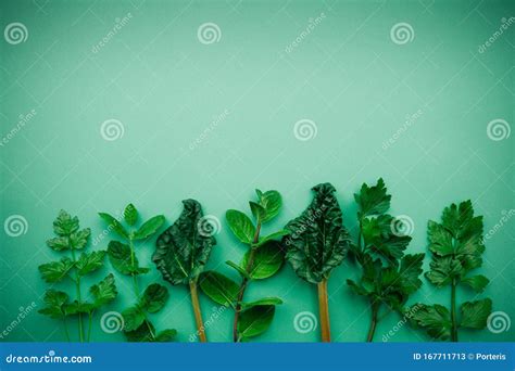 Decorative Strip Of Fresh Herbs Stock Image Image Of Mint Natural
