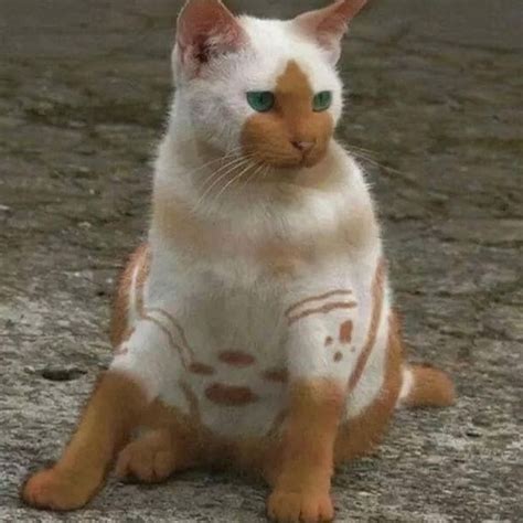 The Unique Markings On These Cats Will Have You Wondering If Theyre Real Beautiful Cats Cats
