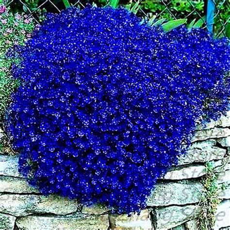 Blue Flower Ground Cover Australia Flowers