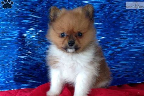 We did not find results for: Pomeranian puppy for sale near Akron / Canton, Ohio | 857cb334-a7b1