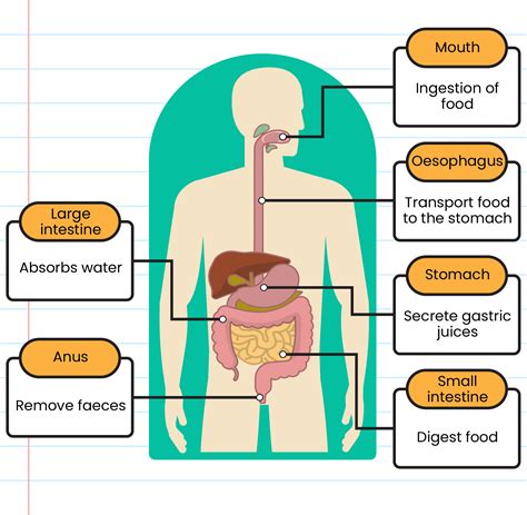 Digestion