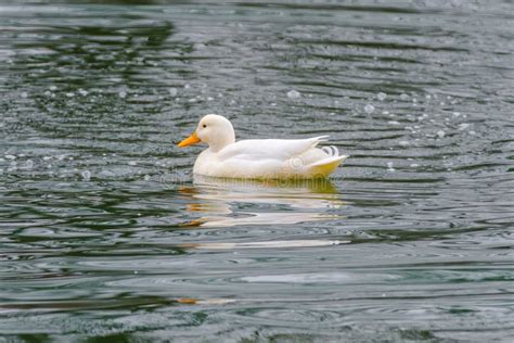 Wild Duck Swimming In Lakewater Birds Stock Image Image Of