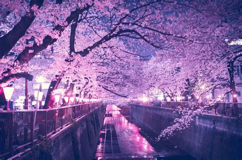 Night Anime Cherry Blossom Tree