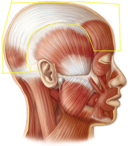 Muscle Of Facial Expression Flashcards Quizlet