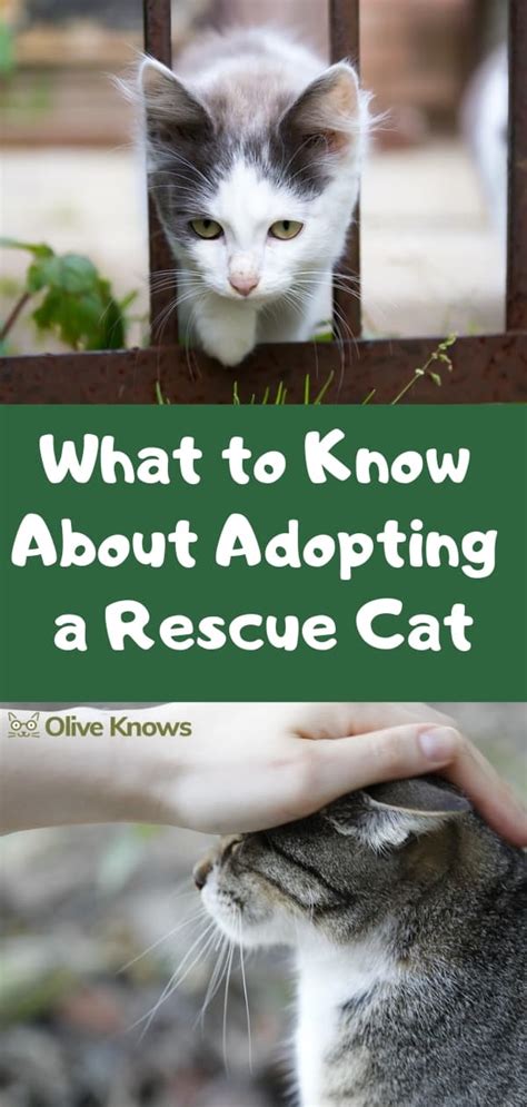 What To Know About Adopting A Rescue Cat Oliveknows