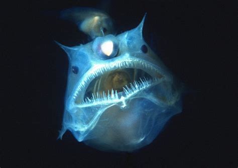 Light Bulb Fish In Finding Nemo