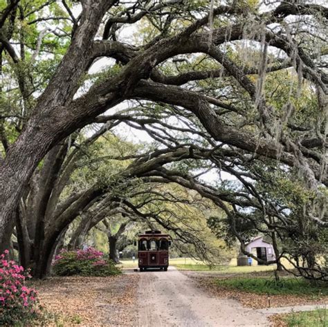 9 Beautiful Tree Tunnels And Where To Find Them In South Carolina