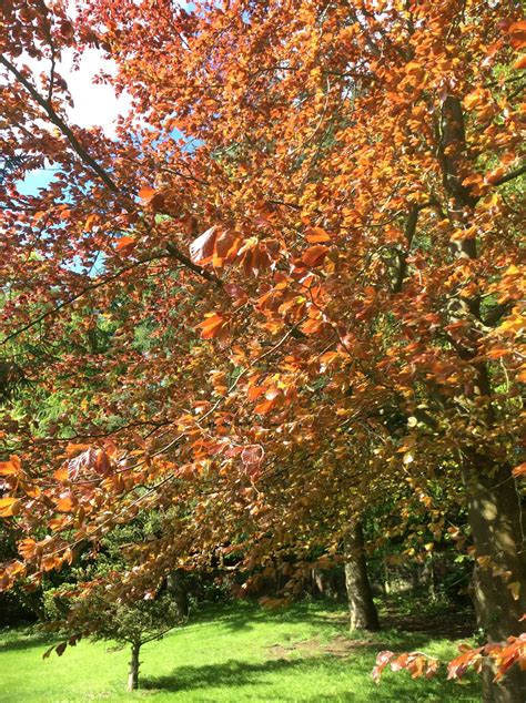 The Copper Beech The Last Tree To Break Into Leaf Copper Beech