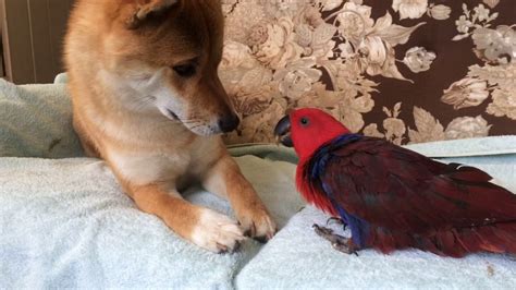 Shiba Inu And Parrot Kisses Youtube