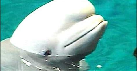 Beluga Whale Added To Endangered List Cbs News