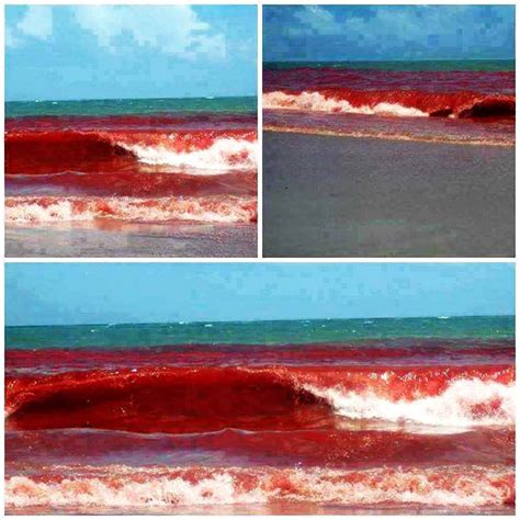 Red Tide Turns Water Blood Red In Brazil Strange Sounds