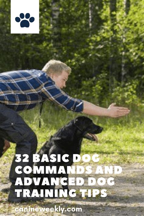 28 Ultimate Dog Training Commands List Common To Advanced Dog