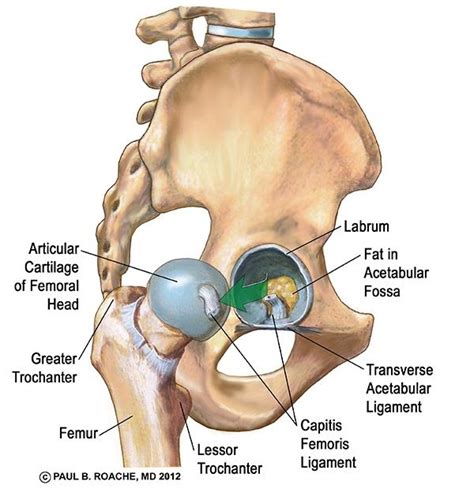 Left Hip Muscles Anatomy The Adductor Magnus Muscle Of The Month