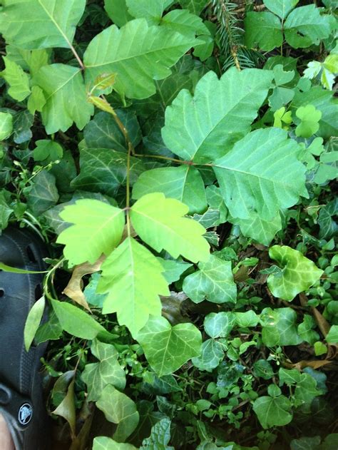 Poison Oak In The Plant Id Forum