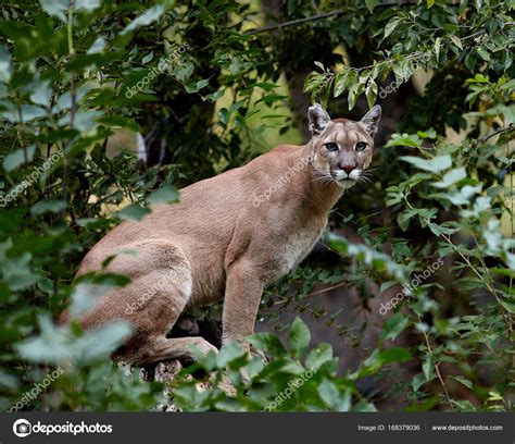 Portrait Of Beautiful Puma Cougar Mountain Lion Puma
