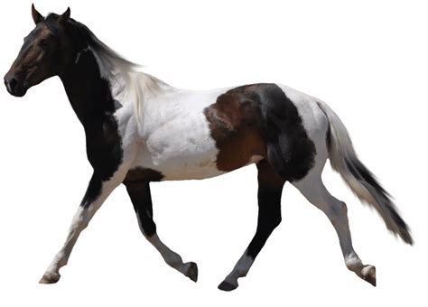 Похожие запросы для wolf black and white clipart. black white and brown horse PNG Image - PurePNG | Free ...