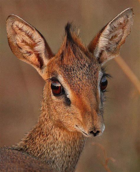 The Beautiful Dik Dik Is A Small Antelope In The Genus Madoqua That